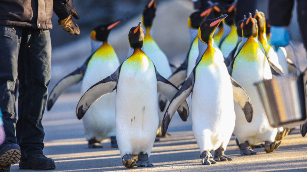 پیاده روی با پنگوئن ها در باغ وحش کلگری