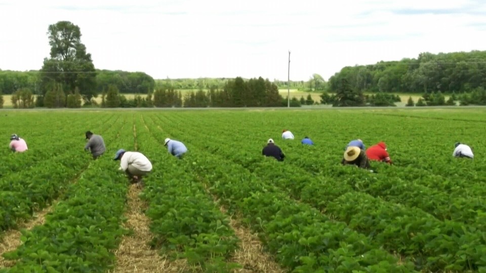 کارگران موقت مزارع کانادا