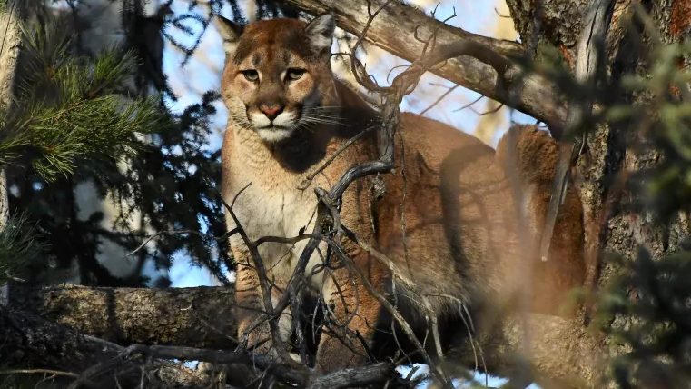 جريمه آزار گربه‌وحشی- گربه وحشی