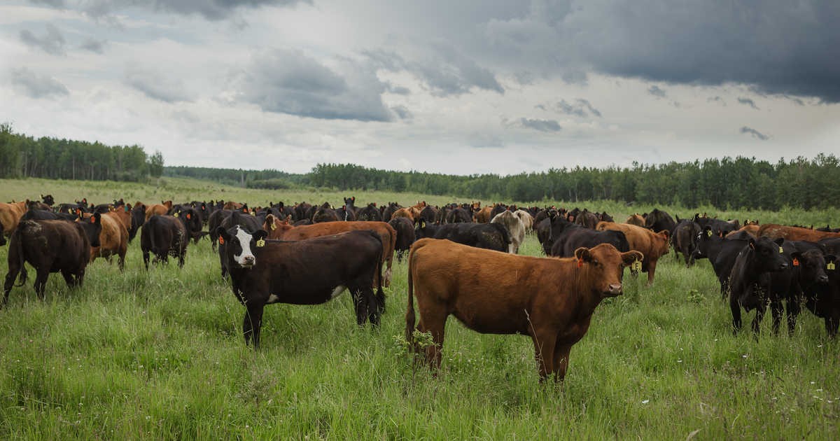 گاوهاي آلبرتا