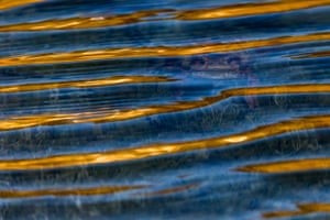 عکس برتر دوم در دسته دیگر حیوانات نگاه‌های کنجکاو