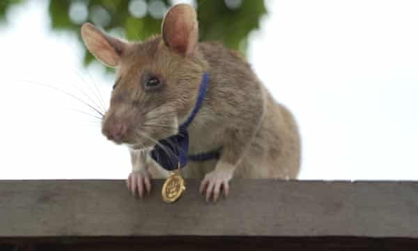 موش قهرمان که مدال شجاعت گرفته