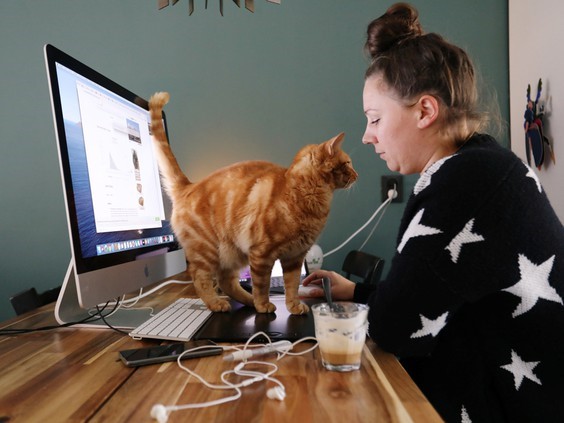 زنی در حال کار با کامپیوتر و گربه ای در کنارش-دوركارها تا 400 دلار اعتبار مالياتی می‌گيرند