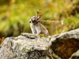 Ochotonacollaris، پایکای یقه‌‌دار