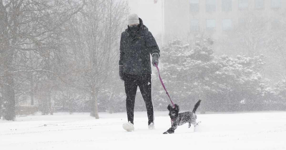 قدم زدن در برف با سگ