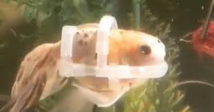 ماهی معلول دوباره شنا می کند