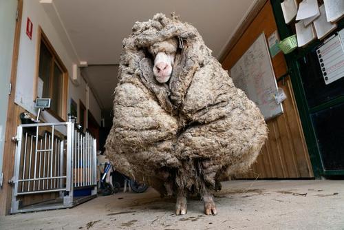 گوسفند پشمالوی استرالیا