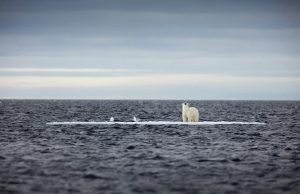 یک خرس قطبی روی تکه یخی سرگردان