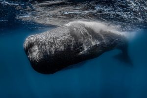 یک شاه نهنگ در تور ماهیگیری قدیمی