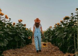 مزرعه آفتابگردان