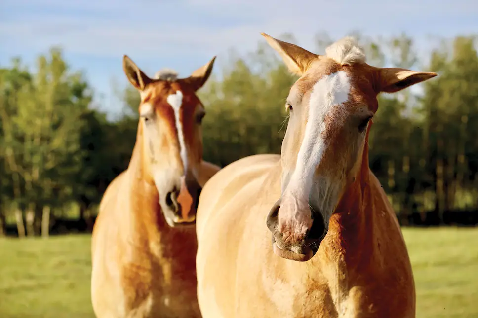 دو اسب قهوه ای روشن با نشان سفید روی پیشانی