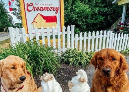 سگتان را به یک بستنی مهمان کنید