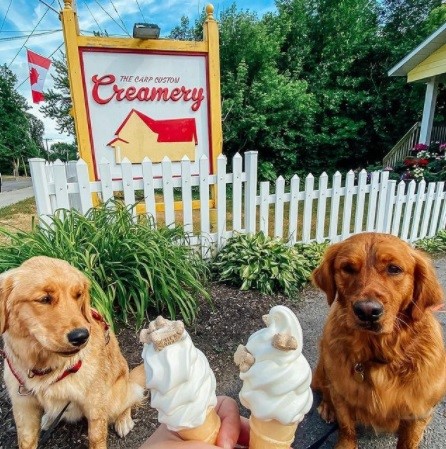 دو سگ با دو بستنی قیفی مقابلشان