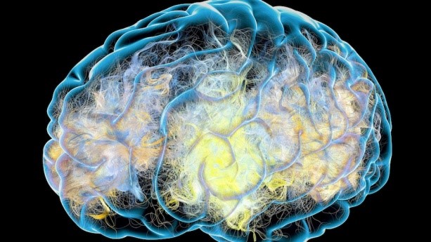 سیستم مغز در آلزایمر