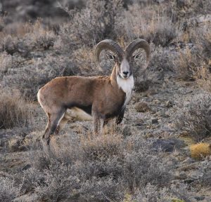 اثر بهراد فرخنده