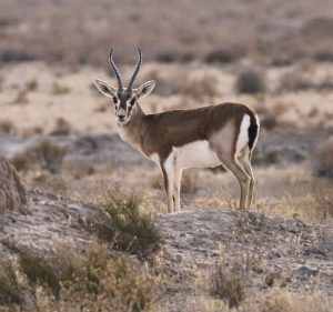 اثر بهراد فرخنده