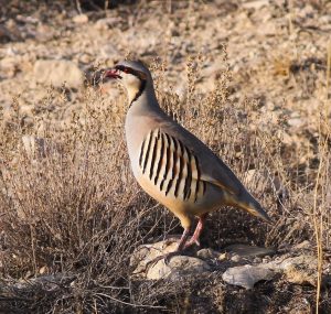 اثر بهراد فرخنده