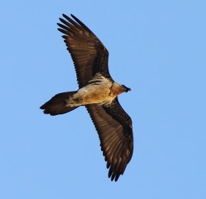 اثر بهراد فرخنده