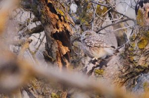 اثر بهراد فرخنده