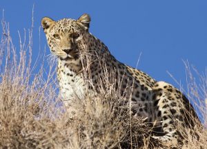 اثر بهراد فرخنده