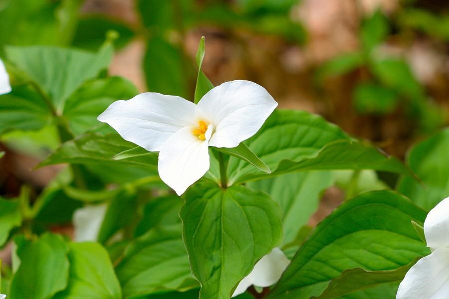 گل سفید کوچک