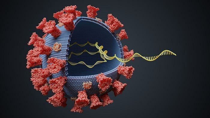 ورود ویروس کرونا به سلول‌های ریه