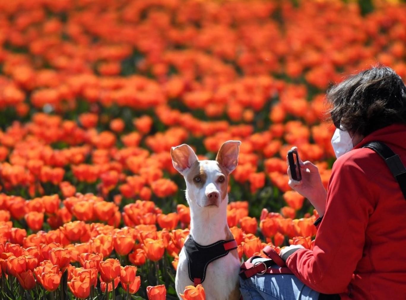 سگی در کنار صاحبش در مزرعه گل