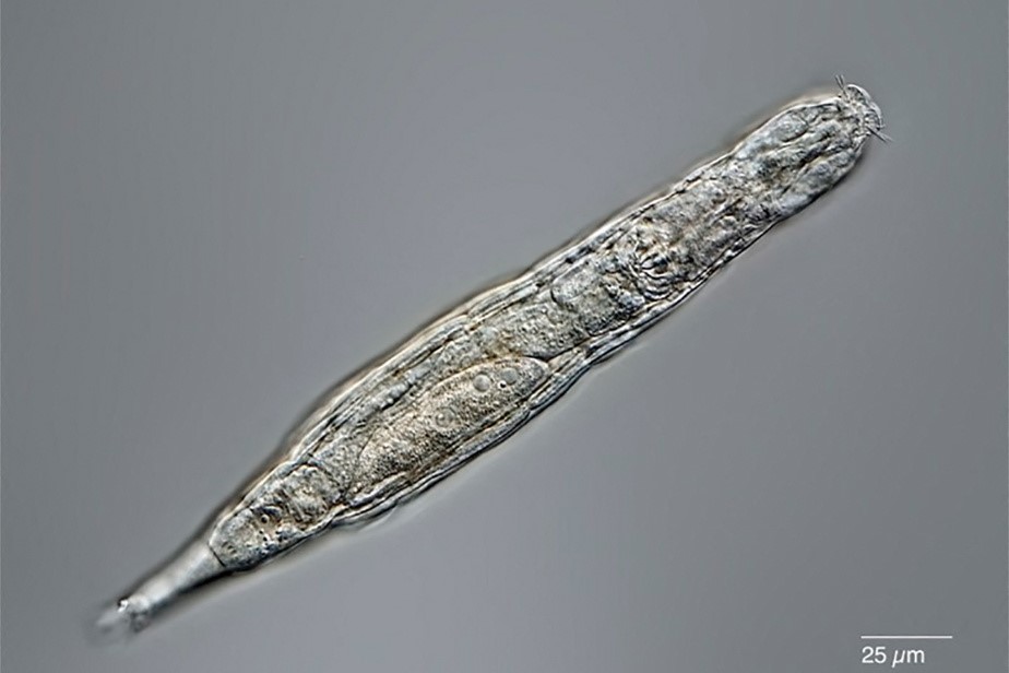 موجودات میکروسکوپی 24 هزار ساله