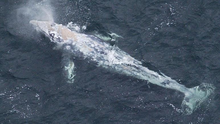 نهنگی که رکورد شنا در بین مهره‌داران را شکست