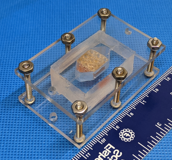 چاپ سه بعدی از بافت کبد انسان