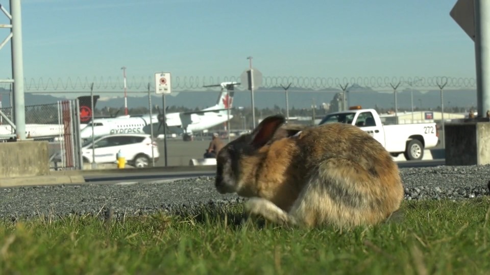 خرگوش‌های فرودگاه ونکوور