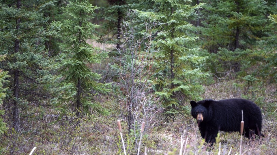 خرس سیاه در جنگل