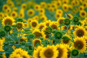 «پرنده آفتابگردان» 