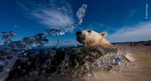 اثر مارتین گرگوس از کانادا