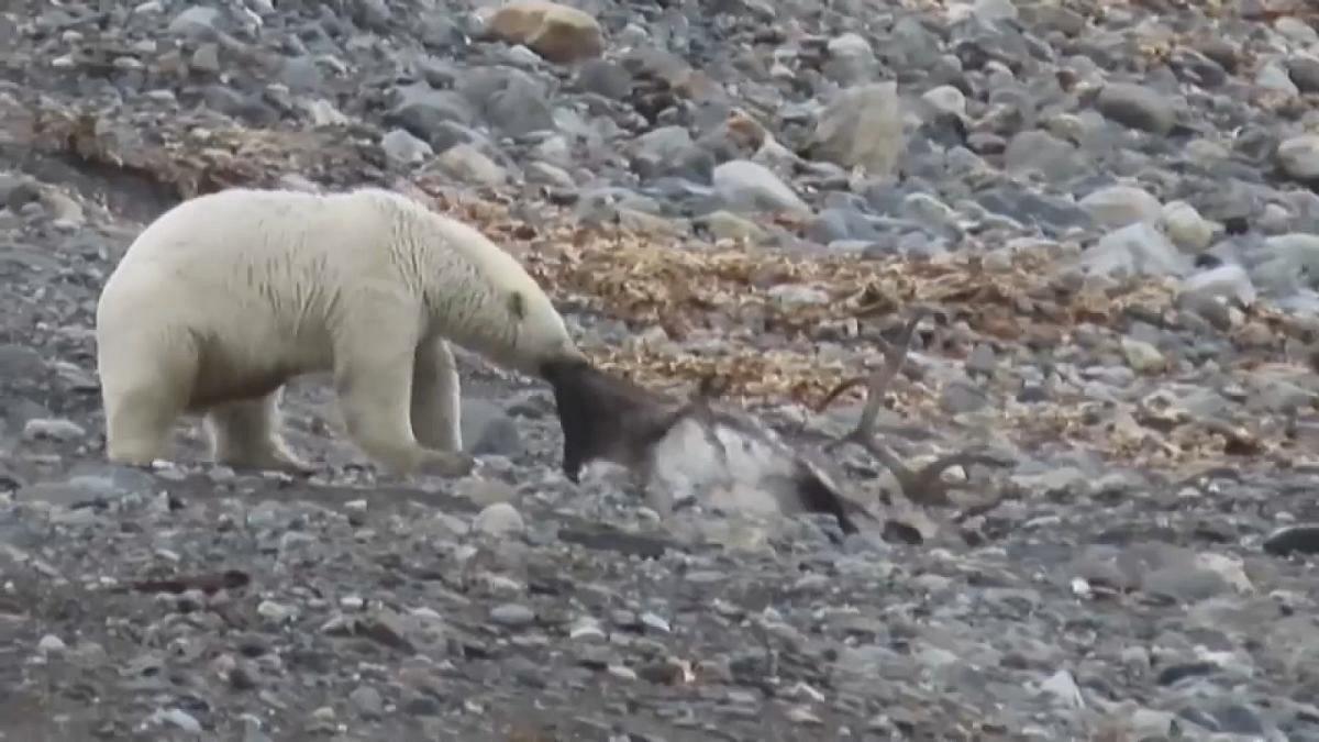 ویدئویی نادر از شکار گوزن توسط خرس قطبی
