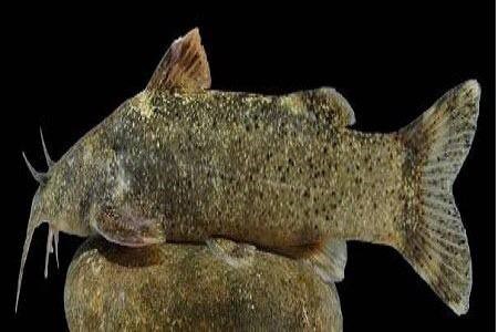 گونه جدید ماهی با نام علی دایی