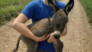 حیوانات مزرعه‌ای