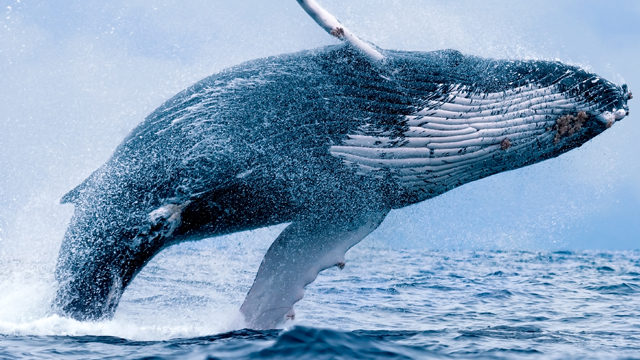 دیدن نهنگ از جاذبه های گردشگری کانادا