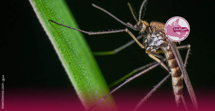 استارت‌‌آپ محقق ایرانی برای تشخیص بیماری‌ها با استفاده از حشرات