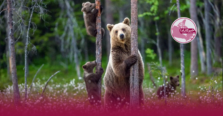 هشدار پارک ملی جاسپر درباره خرس‌های گریزلی