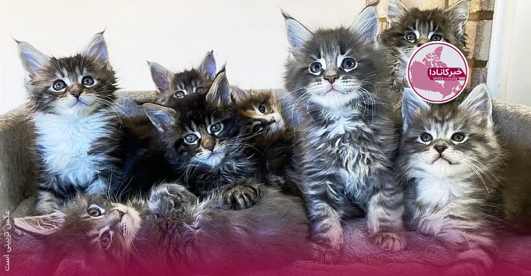 نجات ده‌ها گربه‌ از خانه مرگ