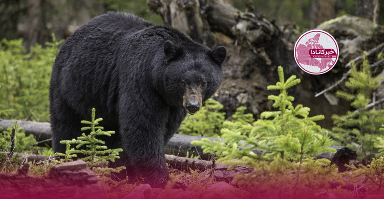 کمبود غذا خرس‌های سیاه ونکوور را راهی شهر کرد