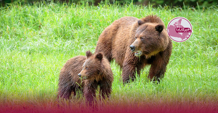 مرگ خرس‌های پارک ملی بریتیش کلمبیا محدودیت‌‌ها را بالا برد