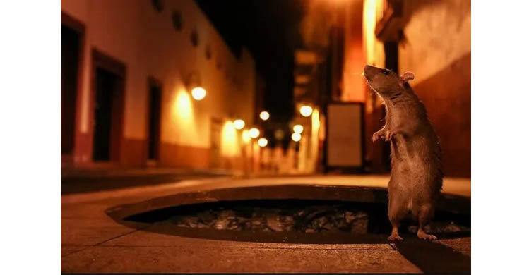 فاضلاب شهری