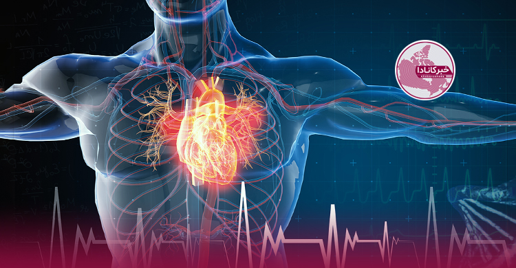 ساخت بطن قلب مصنوعی توسط محققان تورنتو