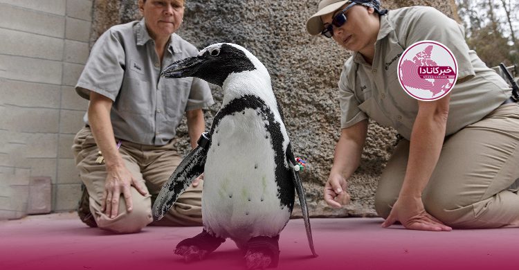 پنگوئنی با کفش‌های مصنوعی!