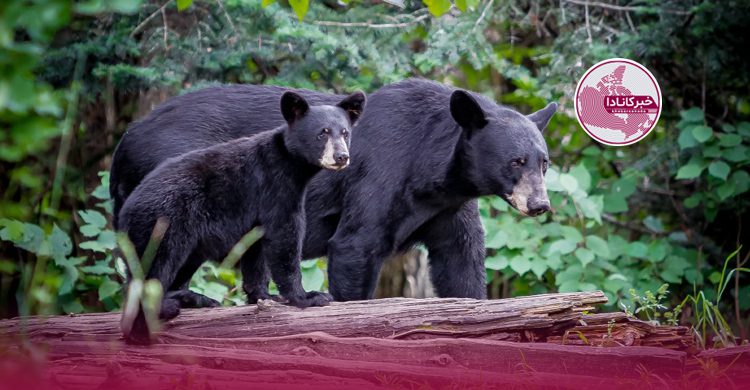 ماجرای وحشتناک حمله خرس به ۲ زن و تکرار هشدارها
